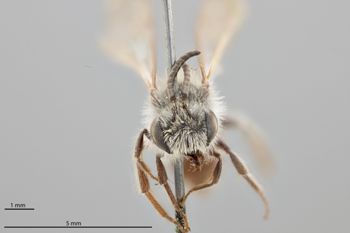 Media type: image;   Entomology 770384 Aspect: head frontal view